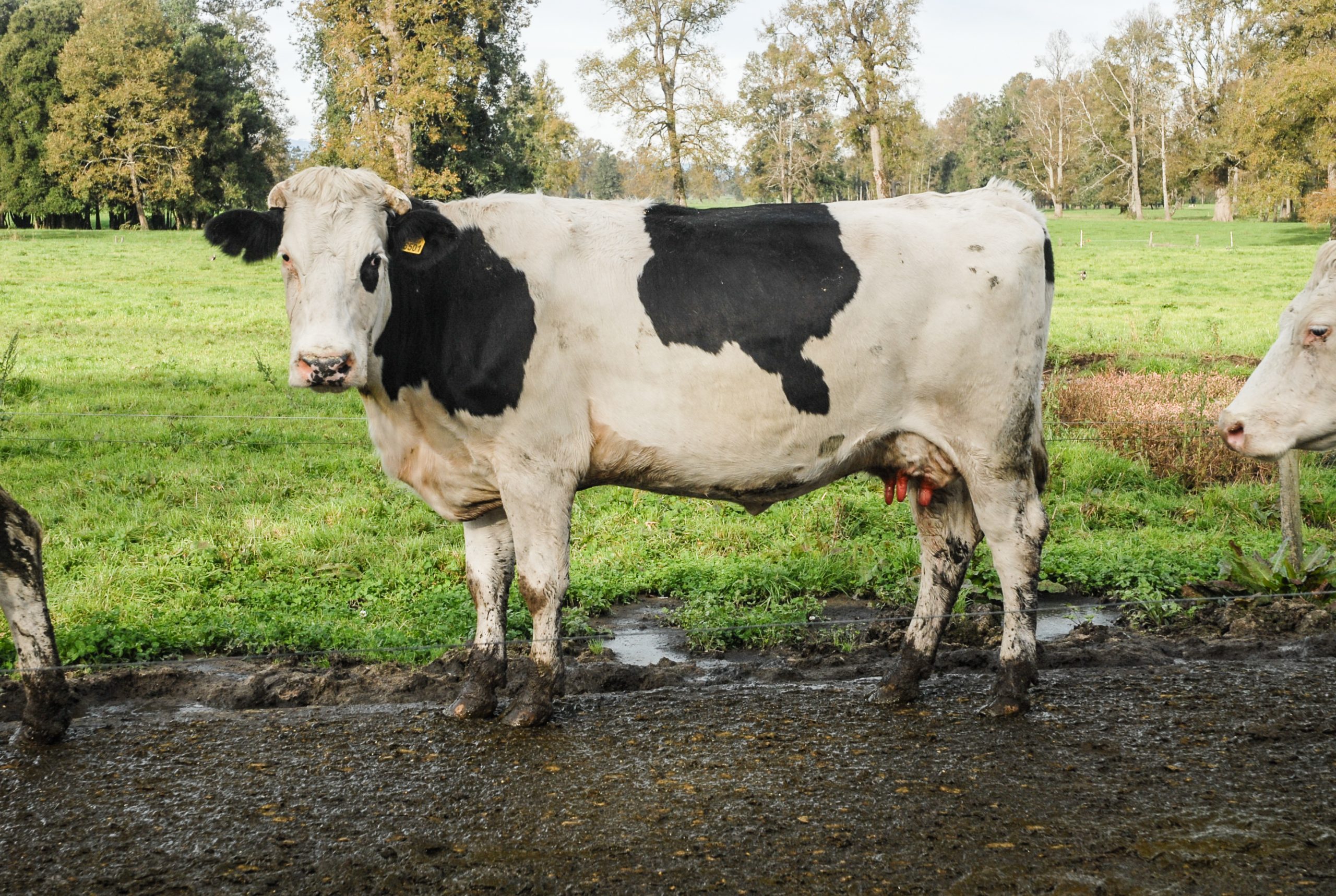 Informe sobre evaluación del poder germicida del antiséptico para pezones cow guard 2