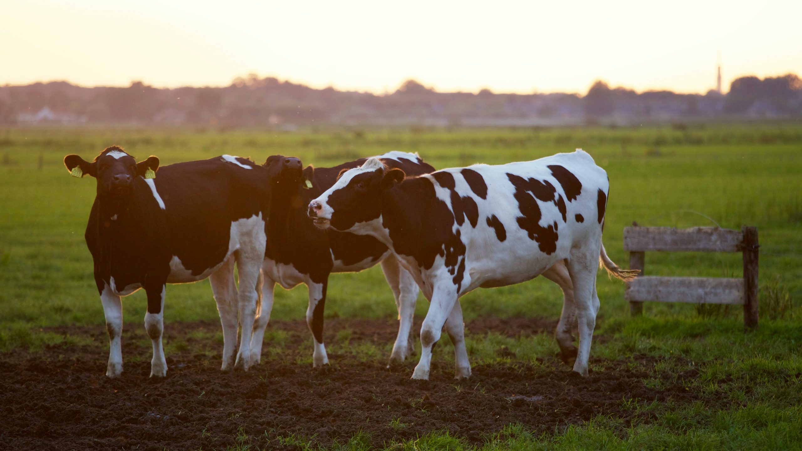 Osornino crea gel a base de cobre chileno que promete eliminar la mastitis bovina 5