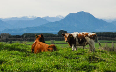 La industria láctea de Chile usará gel bactericida con cobre