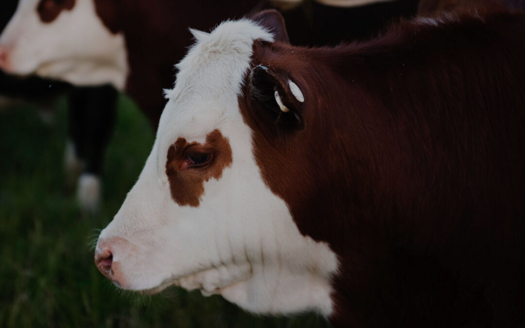 Codelco-driven product will apply copper to cows to prevent disease