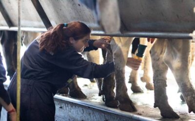 Prototipo para tratar leche en base a iones de cobre se adjudicó recursos FIC 2021